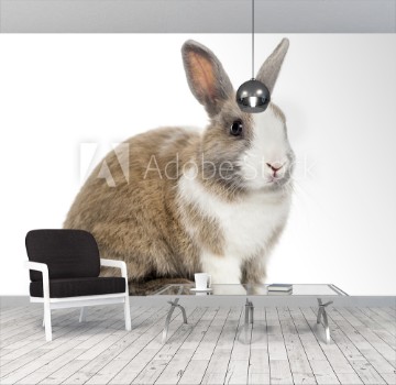Bild på Rabbit  4 months old sitting against white background